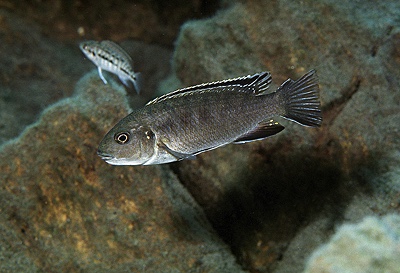 Gephyrochromis sp. 'zebroides' Chiloelo